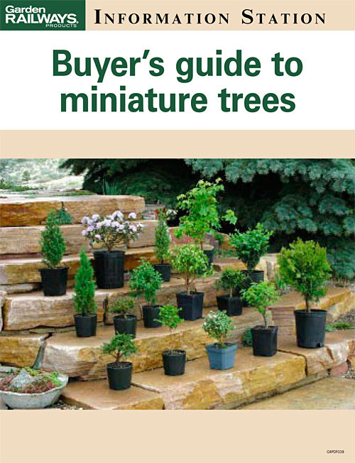 Buyer's guide to miniature trees