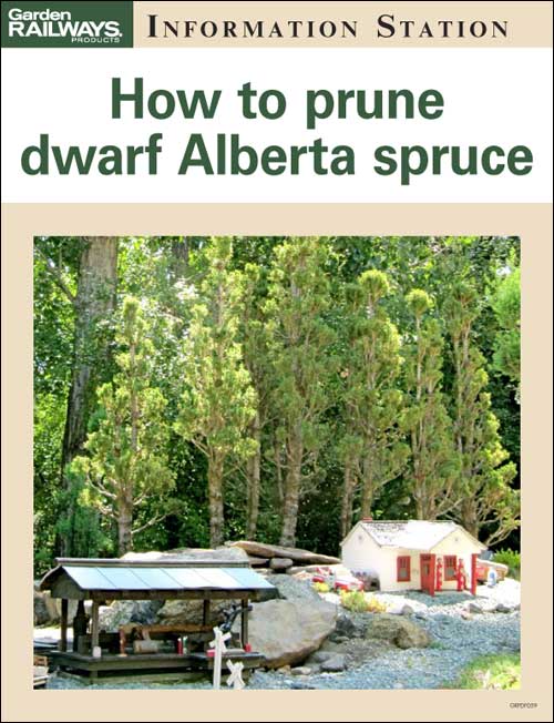 How to prune dwarf Alberta spruce